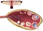 Фолликулогенез и овуляция. Процесс течения и мониторинг 