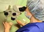 Эмбриональное развитие человека. Эмбриология и эмбриолог